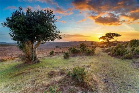 wildly new forest|new forest wildlife guide.